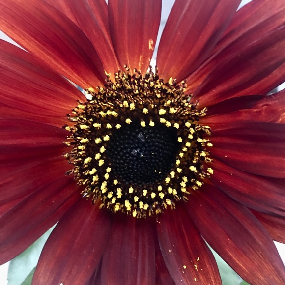 Meet your Posher, Alexandria - Picture 1 of 1